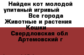 Найден кот,молодой упитаный игривый 12.03.2017 - Все города Животные и растения » Кошки   . Свердловская обл.,Артемовский г.